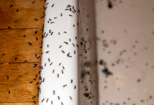 Pest Control Cost in Oak Park Heights, MN